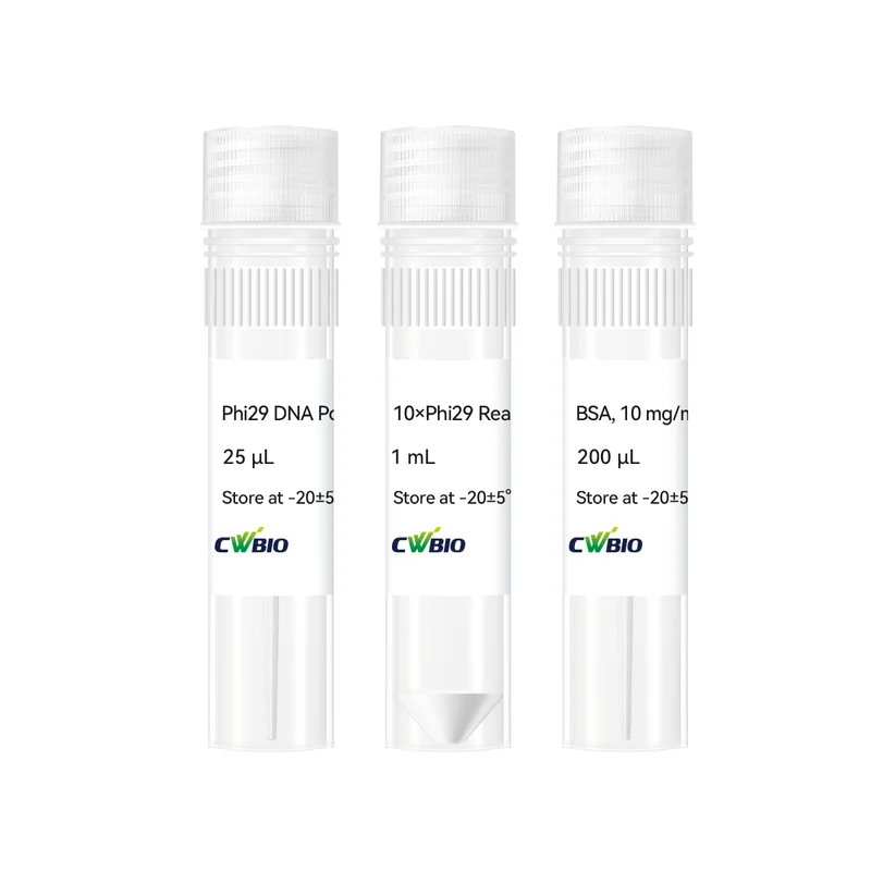 Phi29 DNA Polymerase