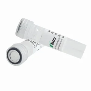 Antarctic Phosphatase(Pho A)